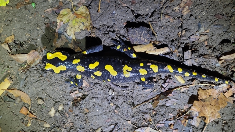 Salamandra infraimmaculata  photographed by רמדאן עיסא 