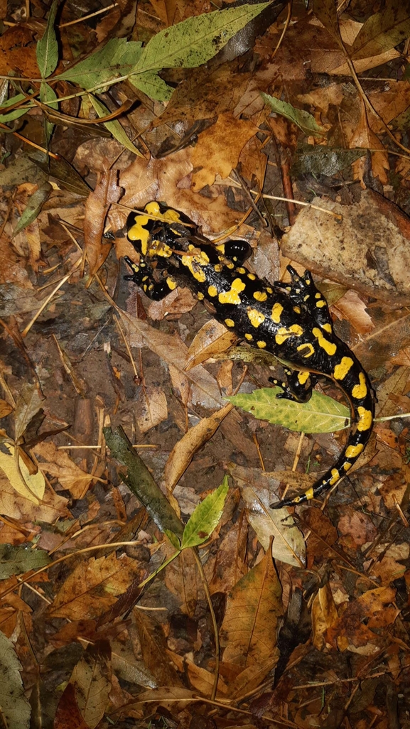 Salamandra infraimmaculata  photographed by רמדאן עיסא 