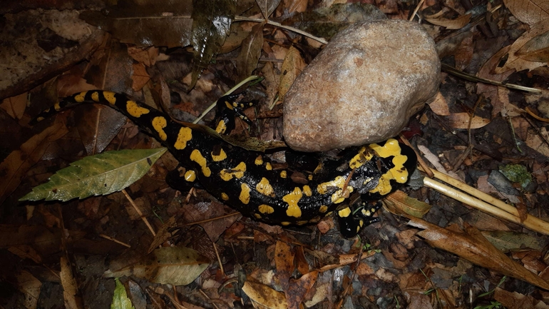 Salamandra infraimmaculata  photographed by רמדאן עיסא 