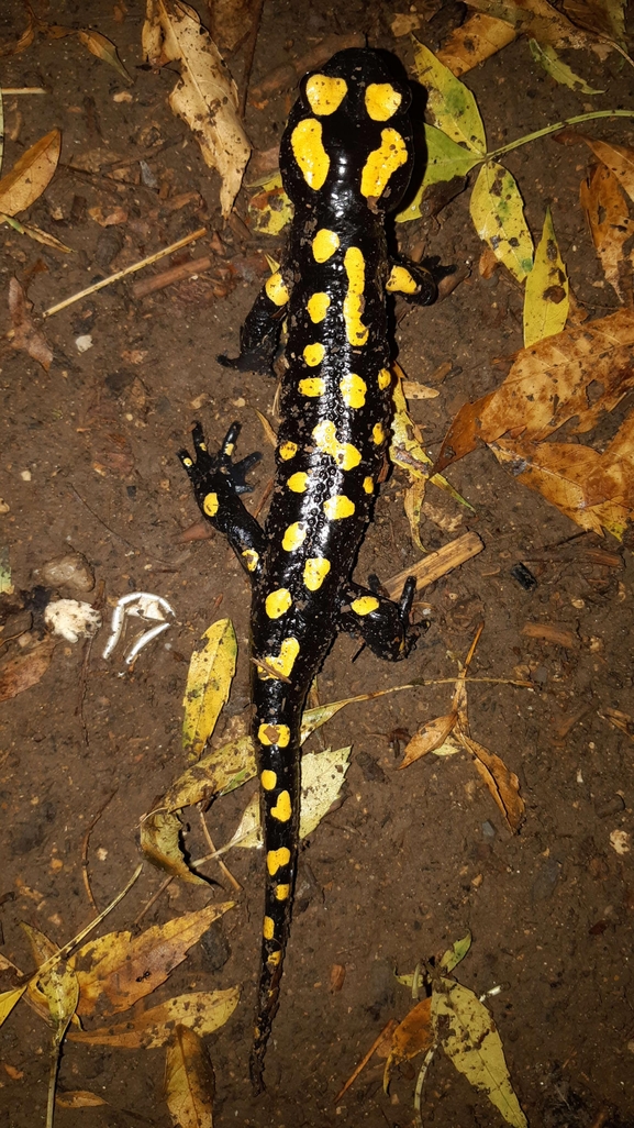 Salamandra infraimmaculata  photographed by רמדאן עיסא 