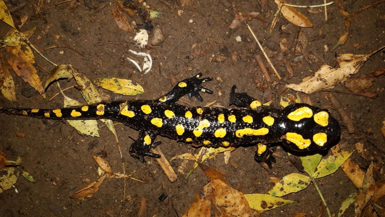 Salamandra infraimmaculata  photographed by רמדאן עיסא 