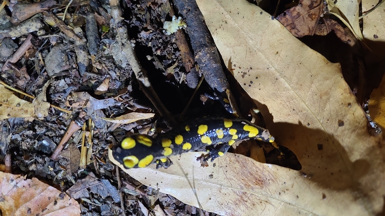 Salamandra infraimmaculata  photographed by רמדאן עיסא 