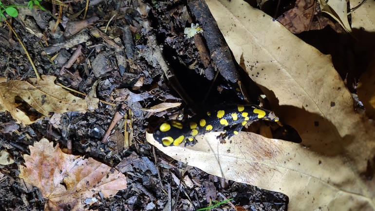 Salamandra infraimmaculata  photographed by רמדאן עיסא 