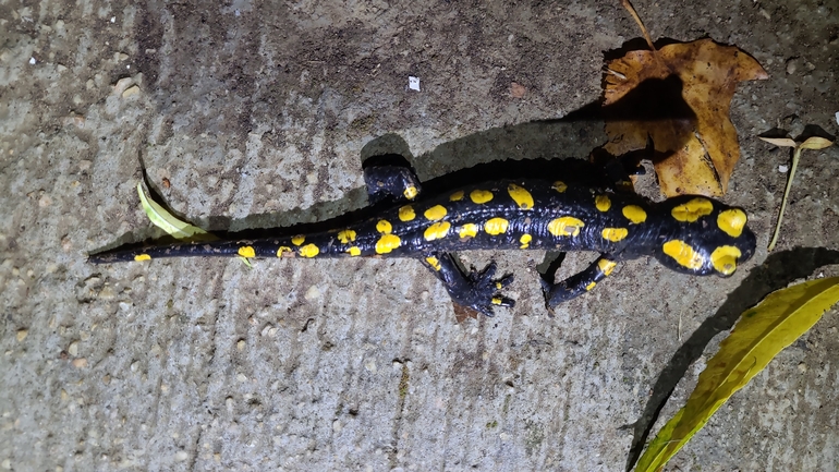 Salamandra infraimmaculata  photographed by רמדאן עיסא 