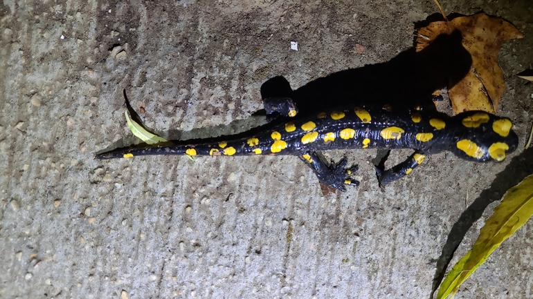 Salamandra infraimmaculata  photographed by רמדאן עיסא 