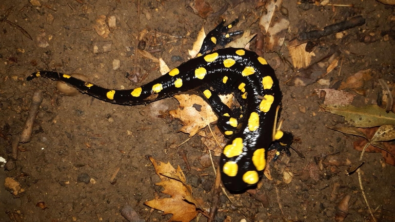 Salamandra infraimmaculata  photographed by רמדאן עיסא 