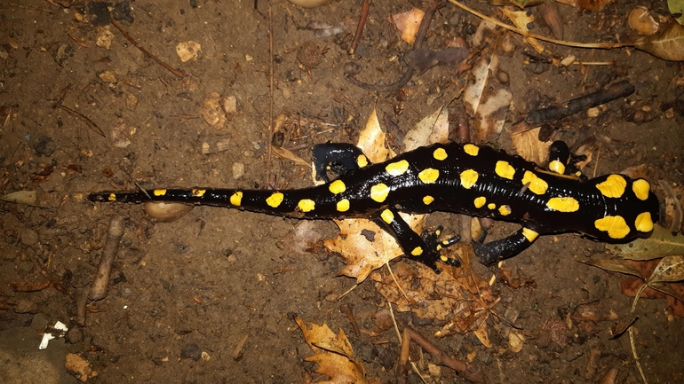 Salamandra infraimmaculata  photographed by רמדאן עיסא 