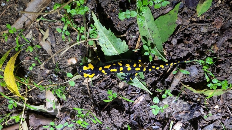 Salamandra infraimmaculata  photographed by רמדאן עיסא 