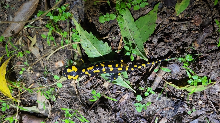 Salamandra infraimmaculata  photographed by רמדאן עיסא 