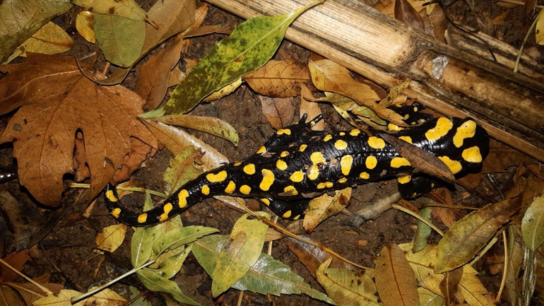 Salamandra infraimmaculata  photographed by רמדאן עיסא 