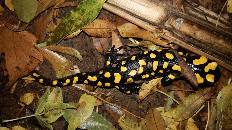 Salamandra infraimmaculata  photographed by רמדאן עיסא 