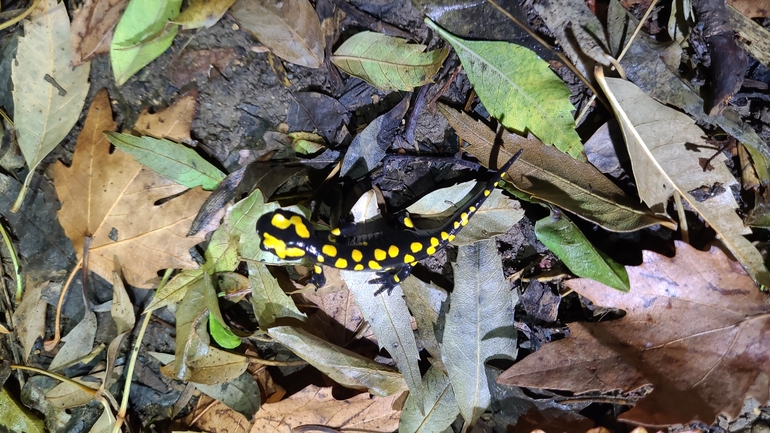 Salamandra infraimmaculata  photographed by רמדאן עיסא 