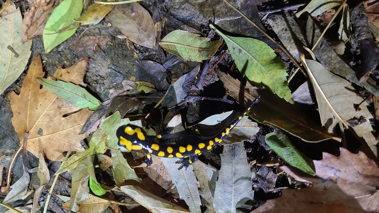 Salamandra infraimmaculata  photographed by רמדאן עיסא 