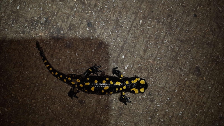 Salamandra infraimmaculata  photographed by רמדאן עיסא 