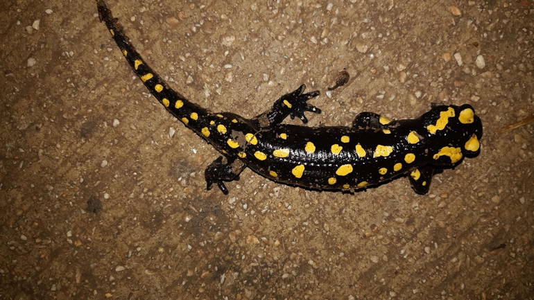 Salamandra infraimmaculata  photographed by רמדאן עיסא 