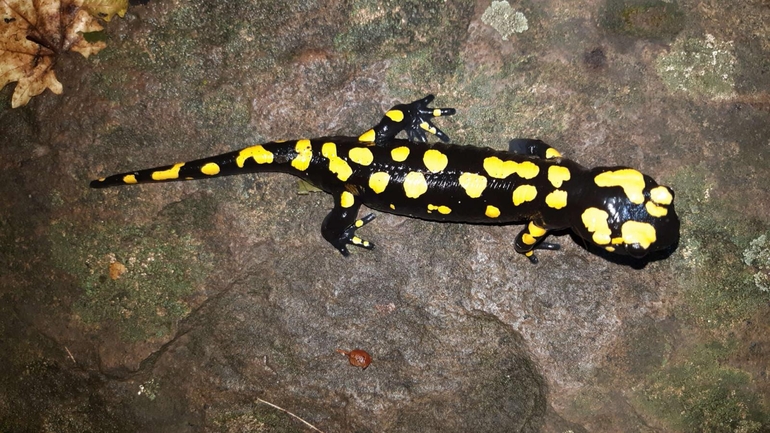 Salamandra infraimmaculata  photographed by רמדאן עיסא 