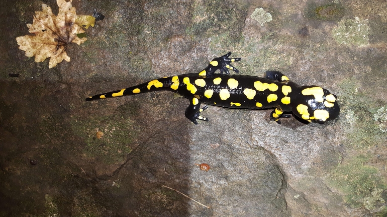 Salamandra infraimmaculata  photographed by רמדאן עיסא 