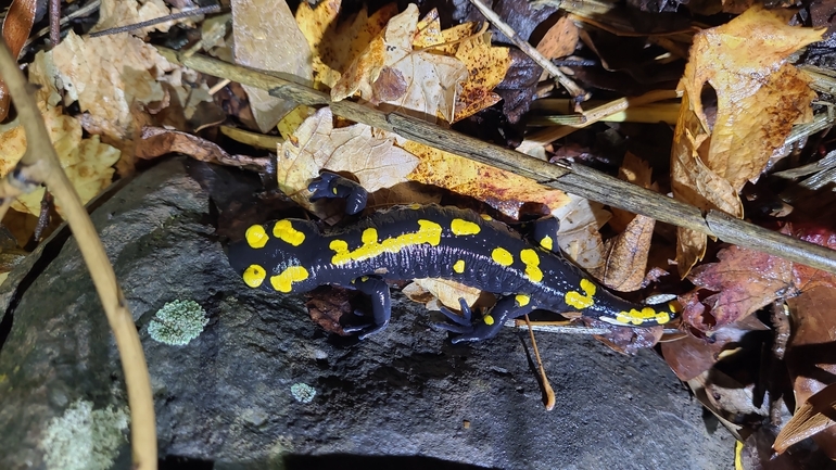 Salamandra infraimmaculata  photographed by רמדאן עיסא 