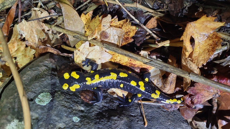 Salamandra infraimmaculata  photographed by רמדאן עיסא 