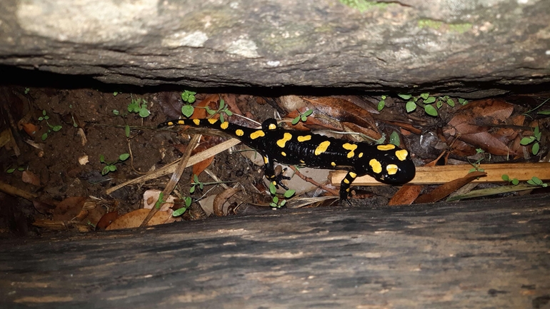 Salamandra infraimmaculata  photographed by רמדאן עיסא 