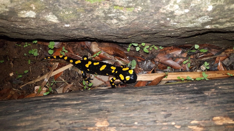 Salamandra infraimmaculata  photographed by רמדאן עיסא 