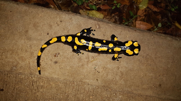 Salamandra infraimmaculata  photographed by רמדאן עיסא 