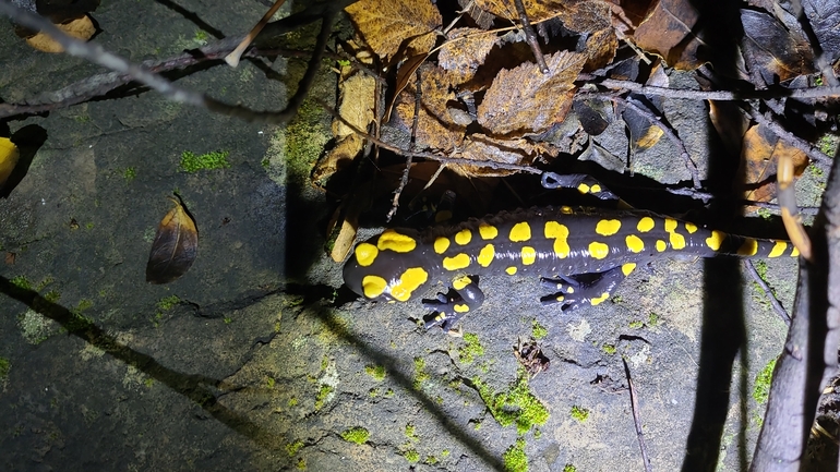 Salamandra infraimmaculata  photographed by רמדאן עיסא 