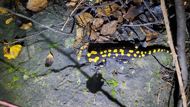 Salamandra infraimmaculata  photographed by רמדאן עיסא 