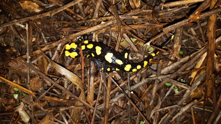 Salamandra infraimmaculata  photographed by רמדאן עיסא 