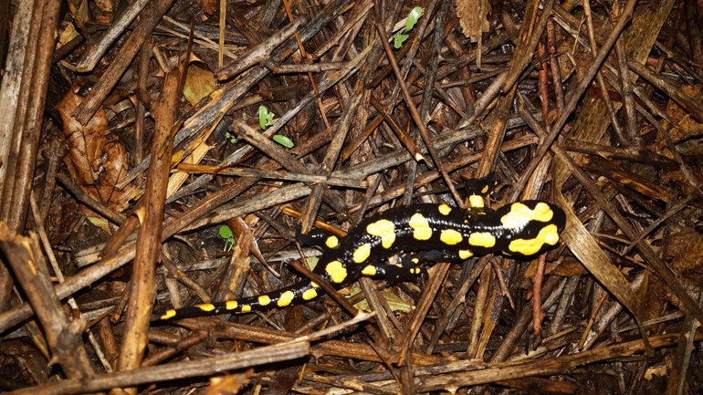 Salamandra infraimmaculata  photographed by רמדאן עיסא 