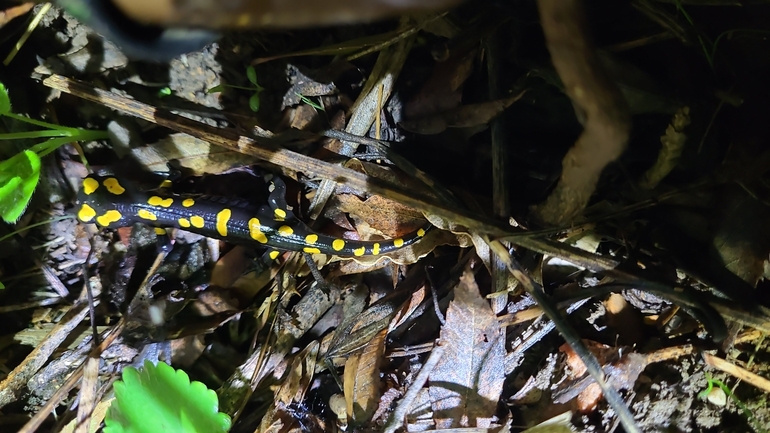 Salamandra infraimmaculata  photographed by רמדאן עיסא 