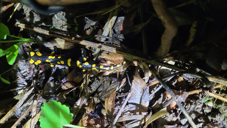 Salamandra infraimmaculata  photographed by רמדאן עיסא 