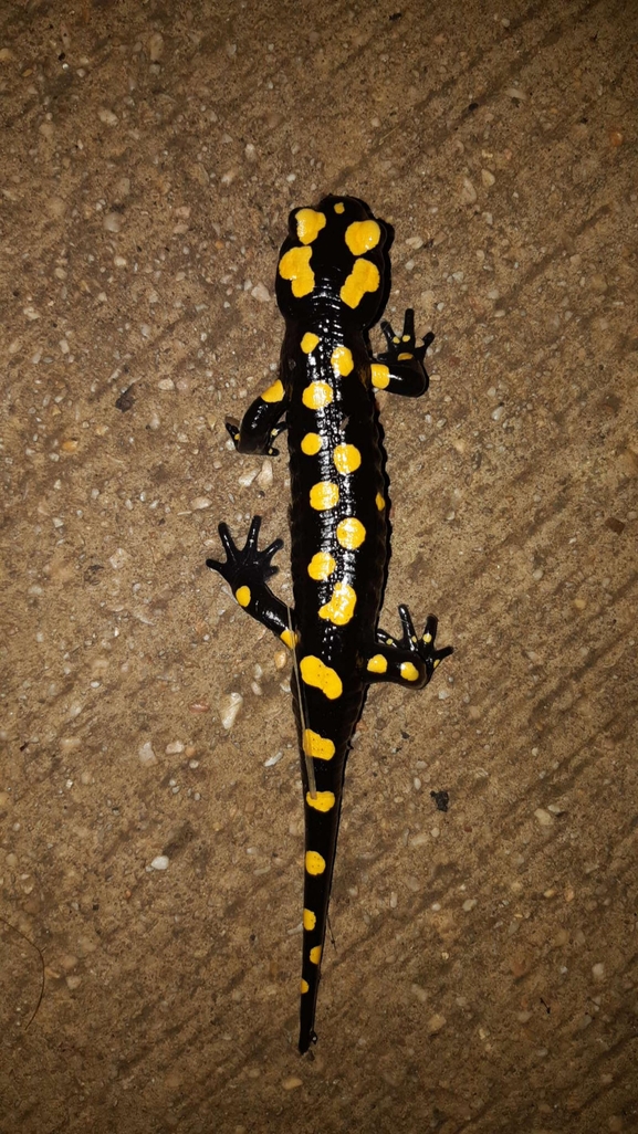 Salamandra infraimmaculata  photographed by רמדאן עיסא 