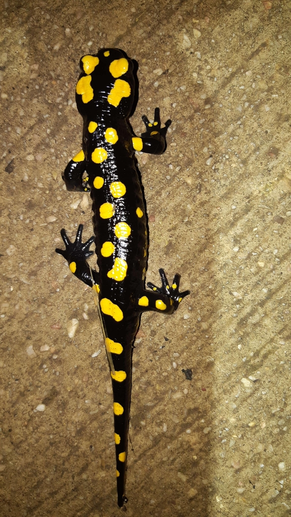 Salamandra infraimmaculata  photographed by רמדאן עיסא 