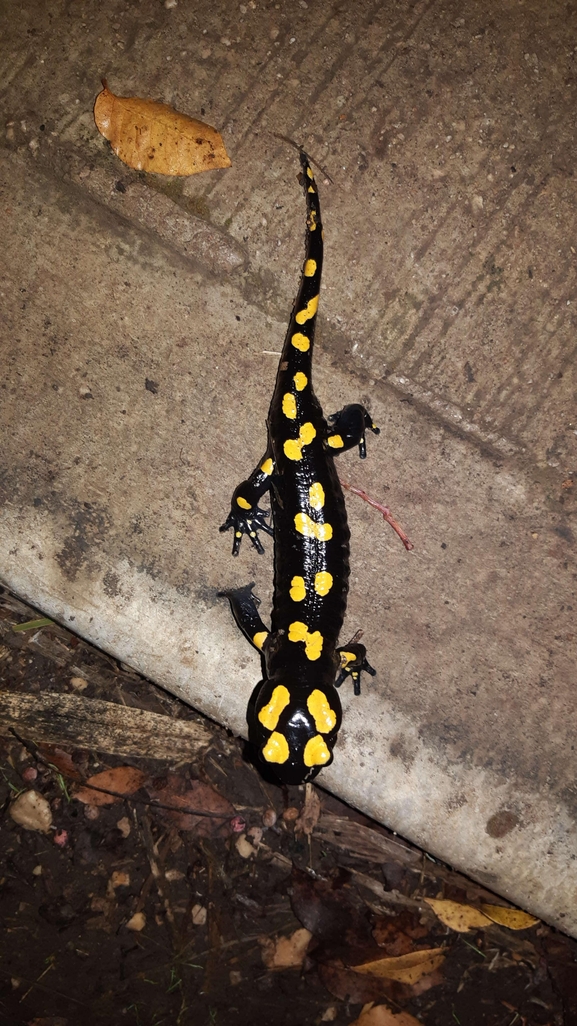 Salamandra infraimmaculata  photographed by רמדאן עיסא 