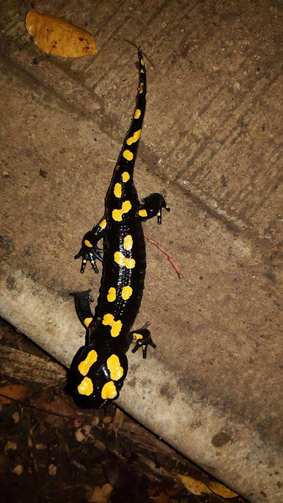 Salamandra infraimmaculata  photographed by רמדאן עיסא 