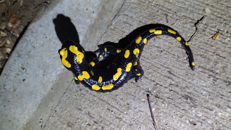 Salamandra infraimmaculata  photographed by רמדאן עיסא 