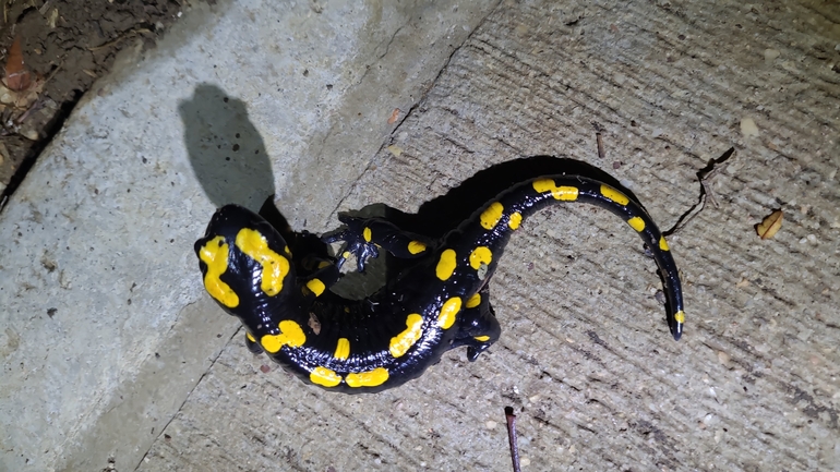 Salamandra infraimmaculata  photographed by רמדאן עיסא 