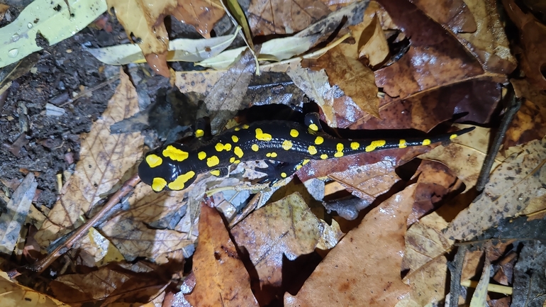 Salamandra infraimmaculata  photographed by רמדאן עיסא 