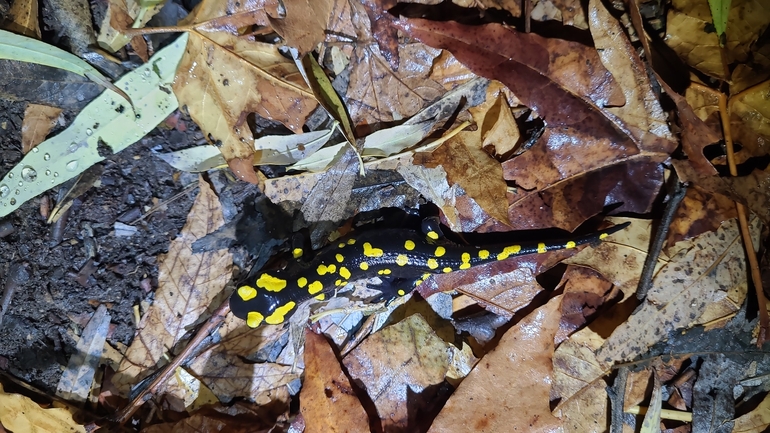 Salamandra infraimmaculata  photographed by רמדאן עיסא 