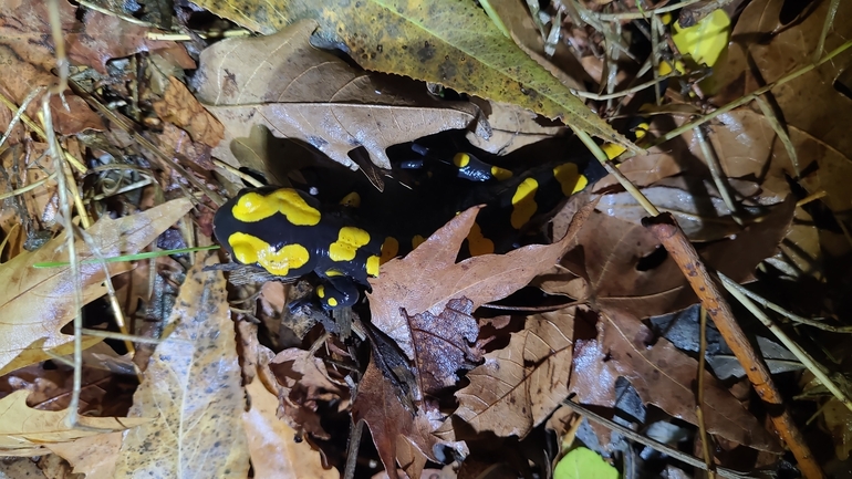 Salamandra infraimmaculata  photographed by רמדאן עיסא 