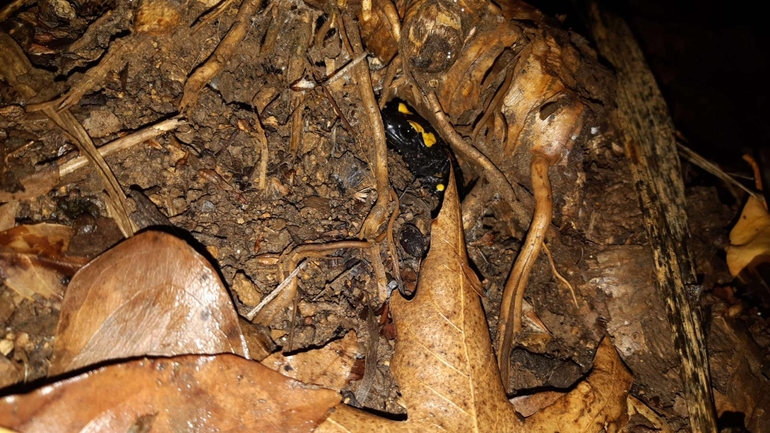 Salamandra infraimmaculata  photographed by רמדאן עיסא 