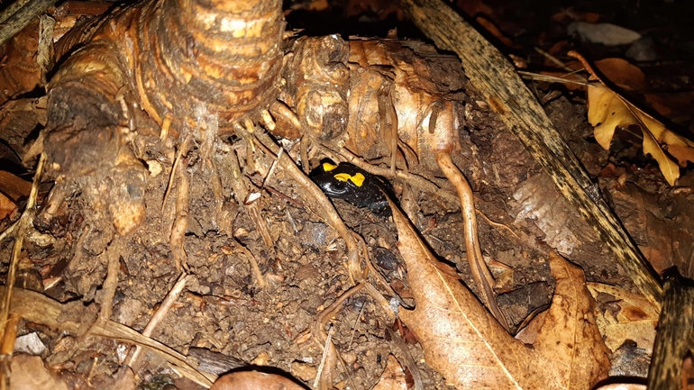 Salamandra infraimmaculata  photographed by רמדאן עיסא 