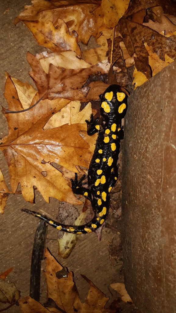 Salamandra infraimmaculata  photographed by רמדאן עיסא 