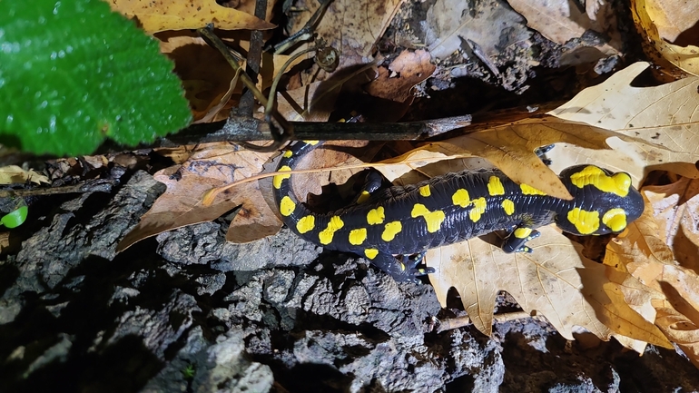 Salamandra infraimmaculata  photographed by רמדאן עיסא 