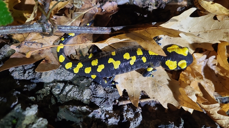 Salamandra infraimmaculata  photographed by רמדאן עיסא 