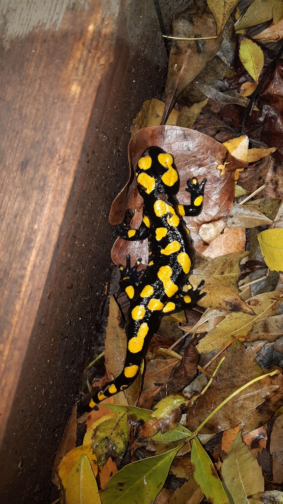 Salamandra infraimmaculata  photographed by רמדאן עיסא 