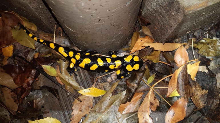 Salamandra infraimmaculata  photographed by רמדאן עיסא 