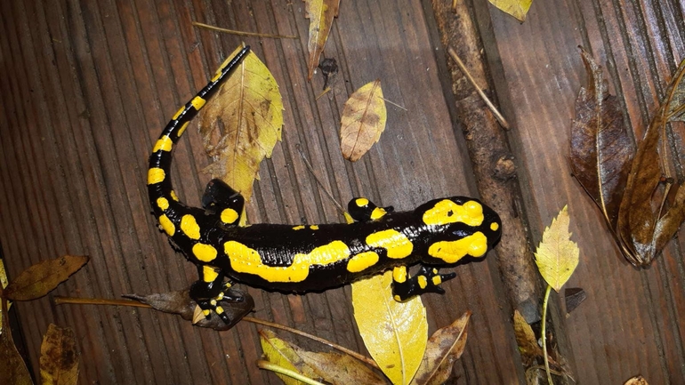 Salamandra infraimmaculata  photographed by רמדאן עיסא 