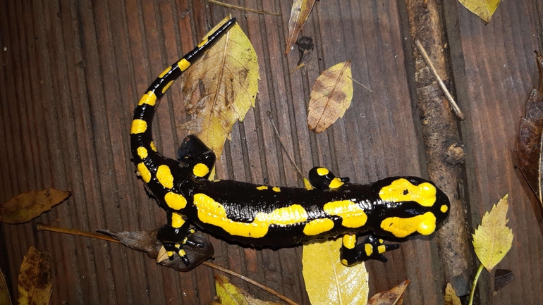 Salamandra infraimmaculata  photographed by רמדאן עיסא 